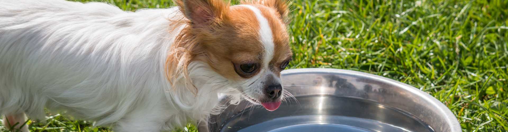 Собака не пьет воду — причины отказа и как заставить пить больше