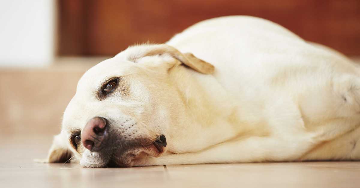 Рвота у собаки: что делать, если собаку рвет после еды, причины, лечение - zoosecrets