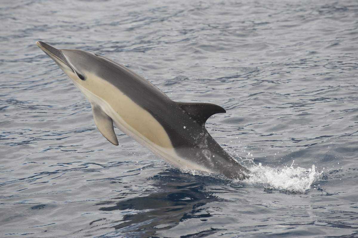 Белобочка черноморская. белобочка или обыкновенный дельфин