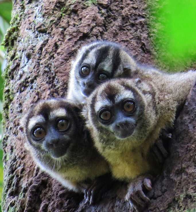 10 самых ленивых животных в мире (фото)