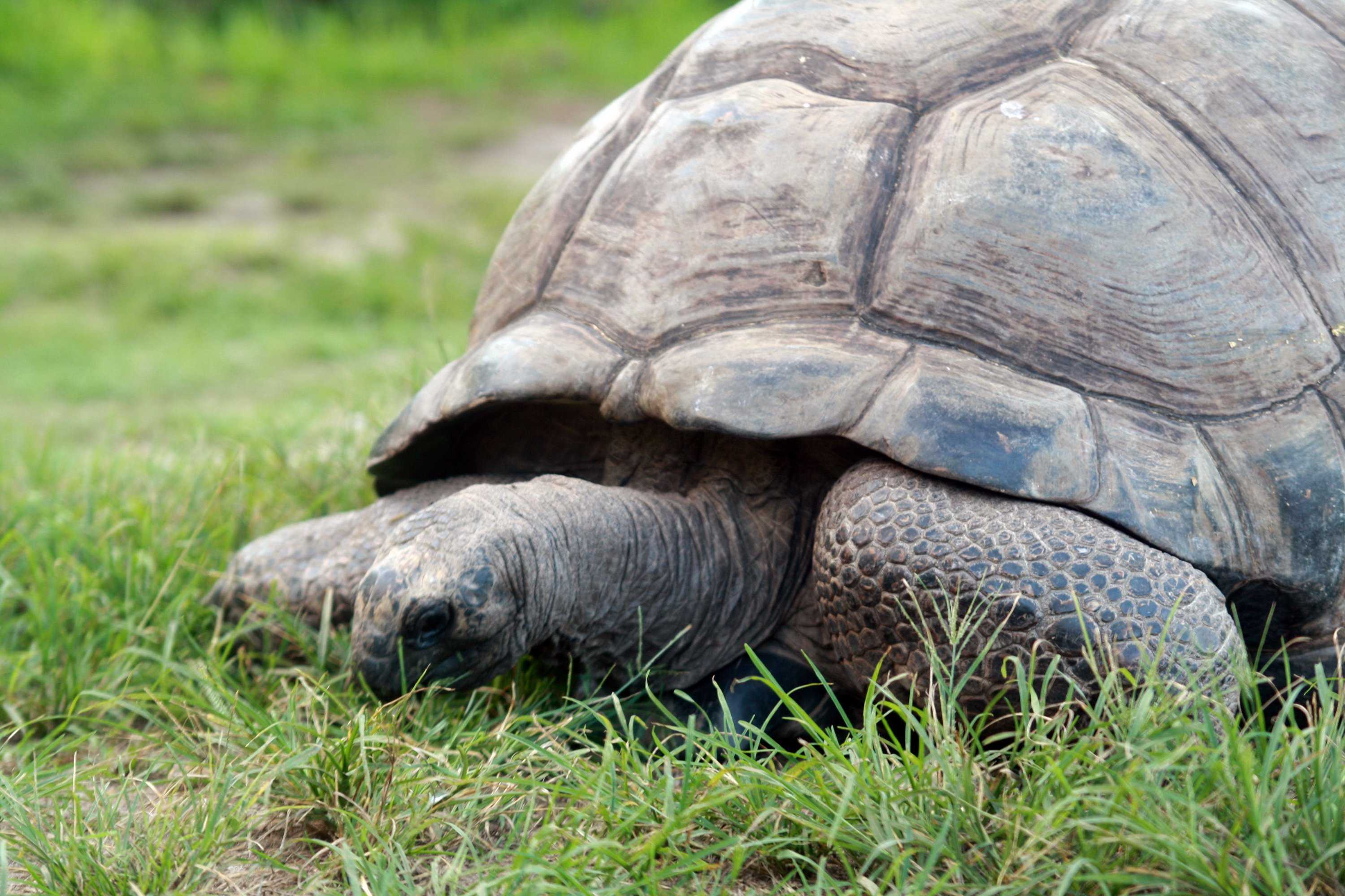 Тише едешь — дольше будешь: долголетие и другие загадки гигантских черепах | вокруг света