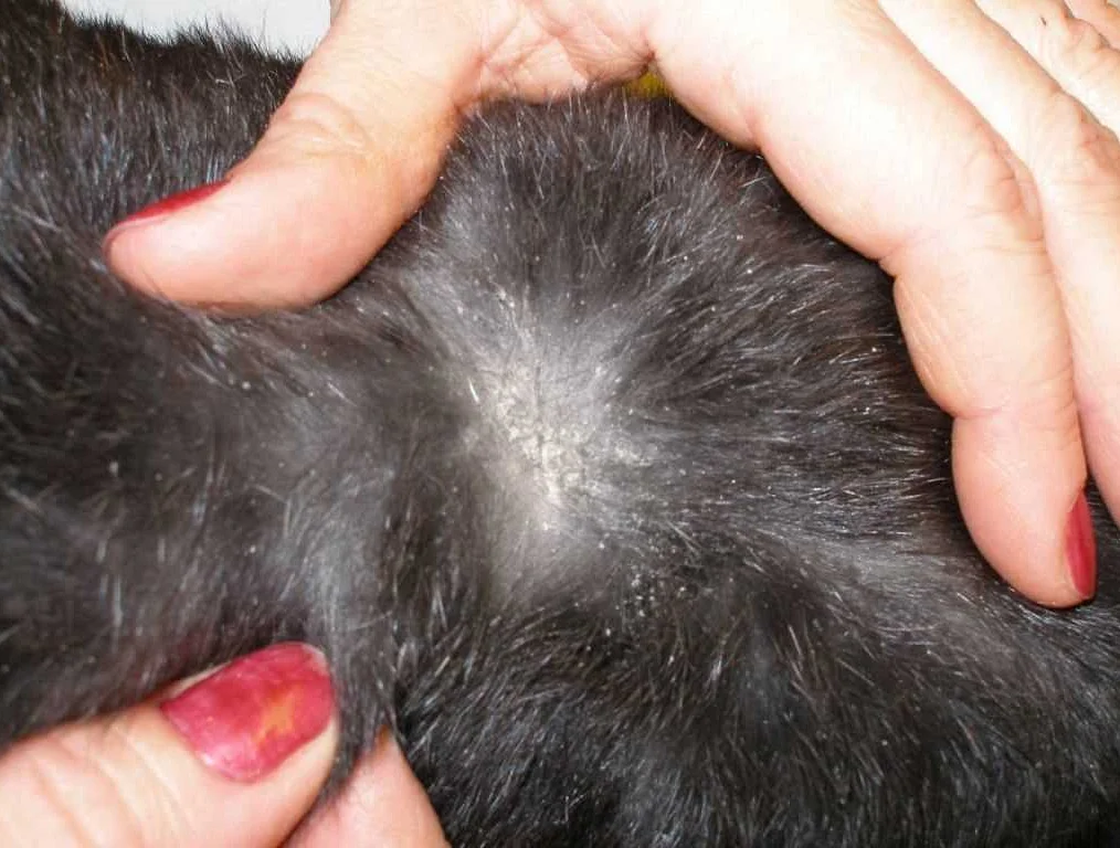 Кожные заболевания у кошек с фото и лечением