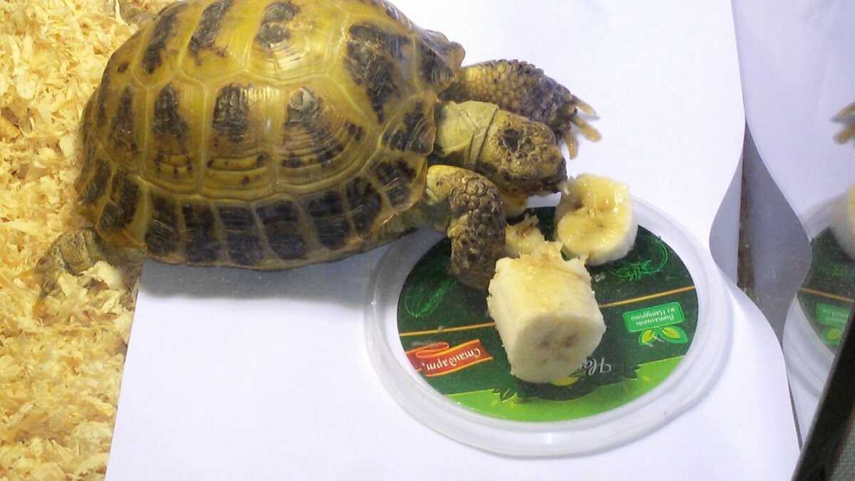 Среднеазиатская черепаха: содержание и уход в домашних условиях
