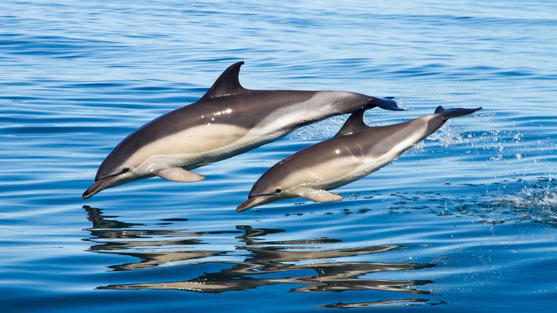 Дельфины черного моря и дельфинарии