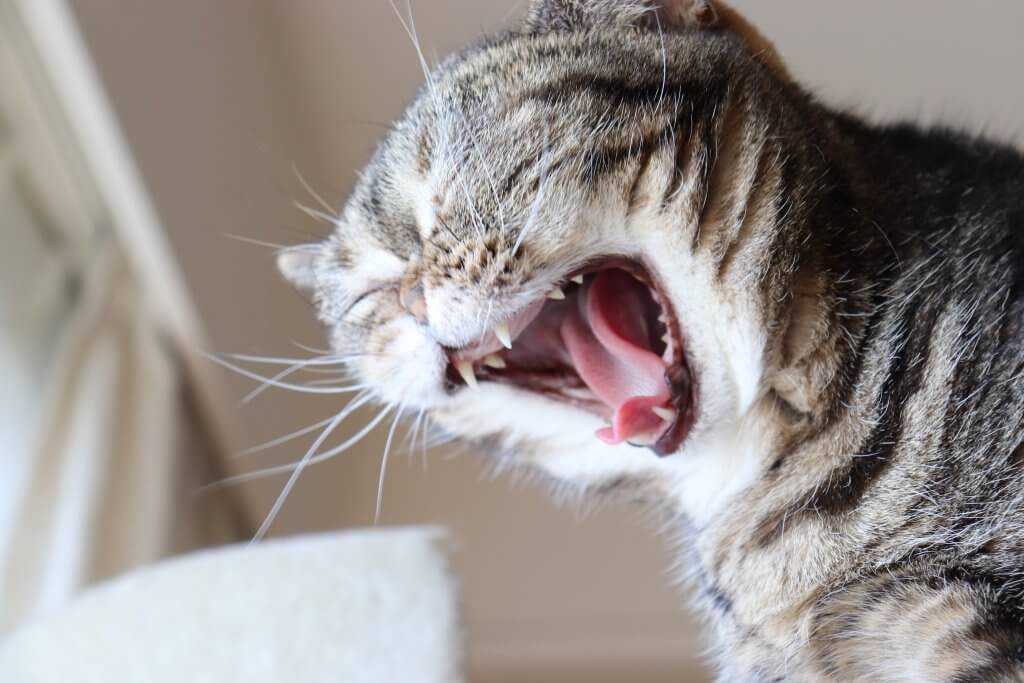 Почему кошки и коты чихают: опасные и неопасные причины
