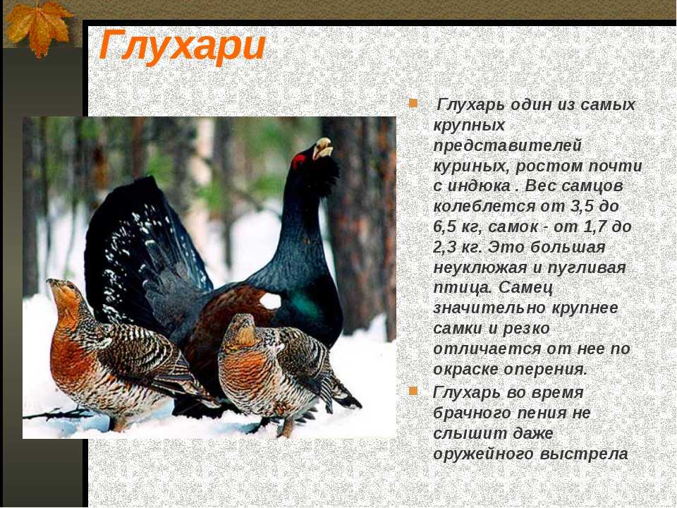 Птица обыкновенный глухарь: ареал обитания, размножение, враги самцов и самок глухаря