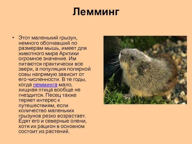 Лемминги могут иметь пеструю или одноцветную шкурку серого или серо-бурого цвета У некоторых видов в зимнее время мех заметно светлеет