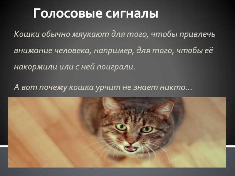 Кошка беспокойная - симптомы, лечение, препараты, причины появления | наши лучшие друзья