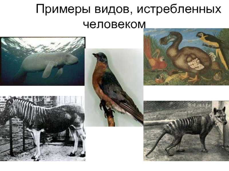Какими были самые древние рептилии на земле ⋆ все списки самые древние рептилии на земле: обнаружены раннее неизвестные виды