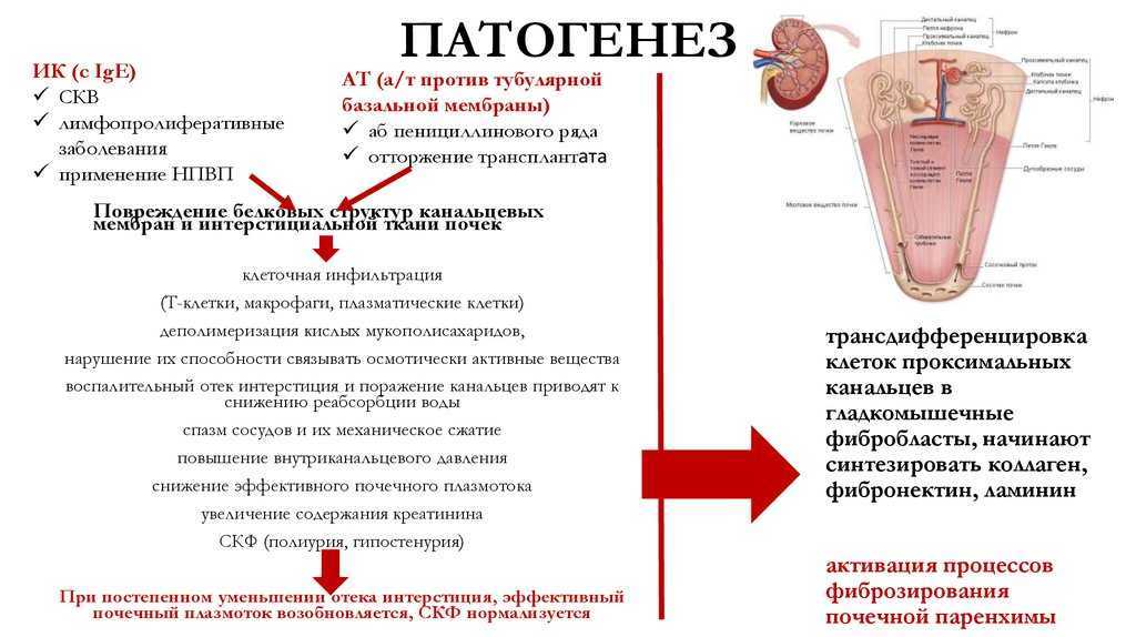 Поликистоз почек у кошек - симптомы и лечение заболевания