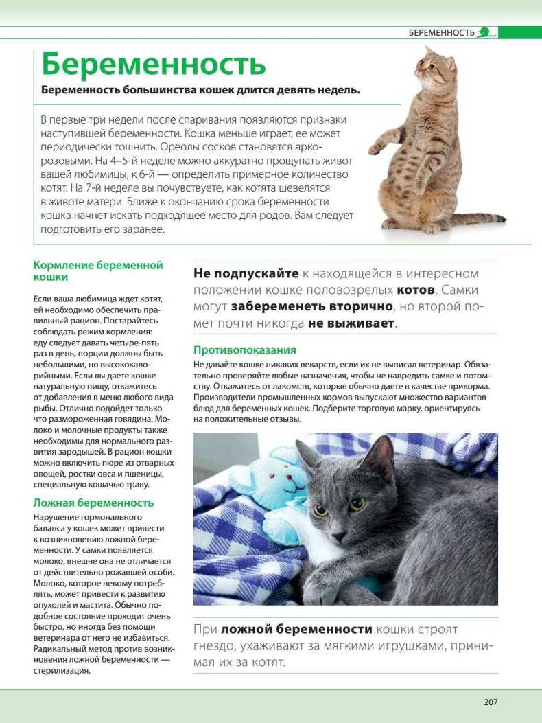 Наступившую беременность у кошки, владелец сможет определить по изменениям в поведении животного Точно установить наличие плодов в матке сможет квалифицированный специалист на основании полученных данных при пальпации и ультразвуковом исследовании