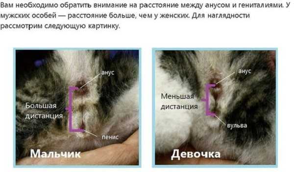 На каком сроке можно определить пол ребенка