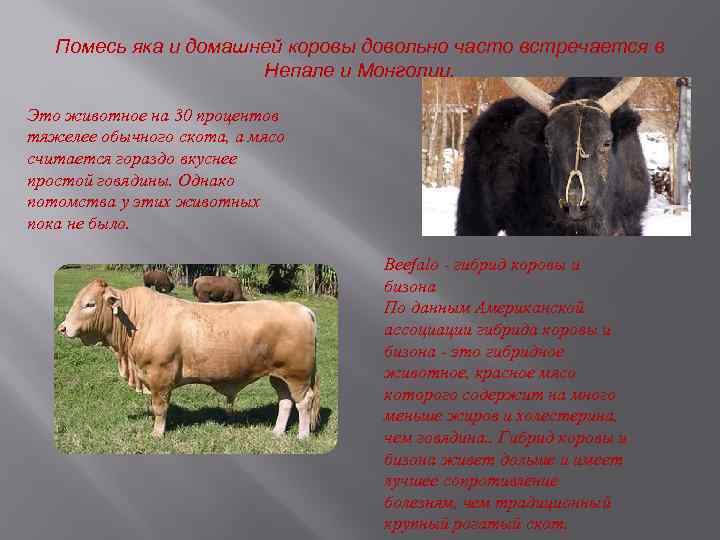 О возрасте и живой массе скота при убое - zhivotnovodstva.ru