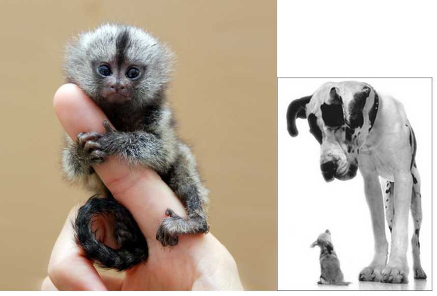 Виды обезьян разновидности обезьян названия и фото