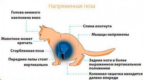 Проблемы с мочеиспусканием у котов, кошек и котят