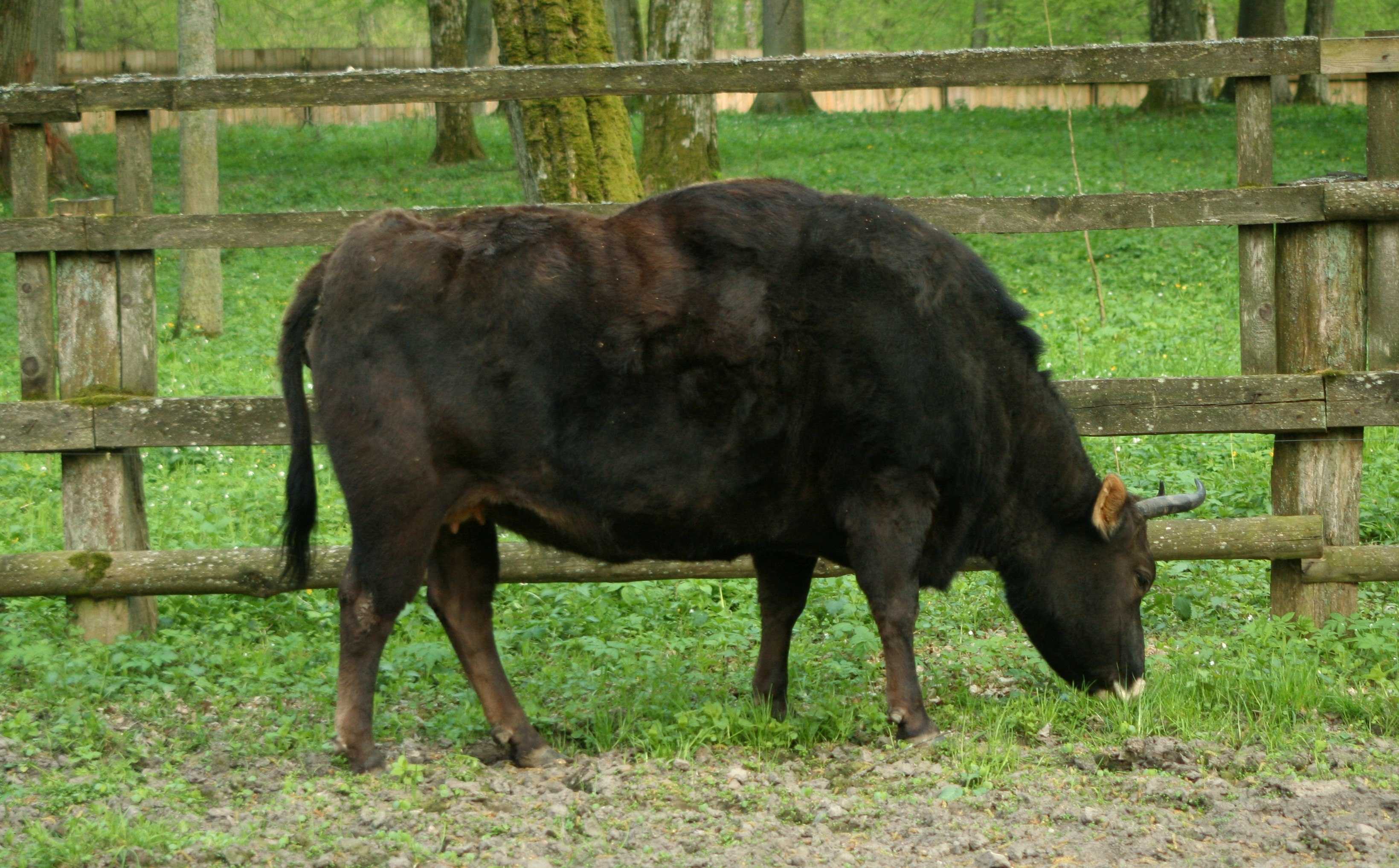 Сколько весит бык, корова и теленок: нормы и расчеты