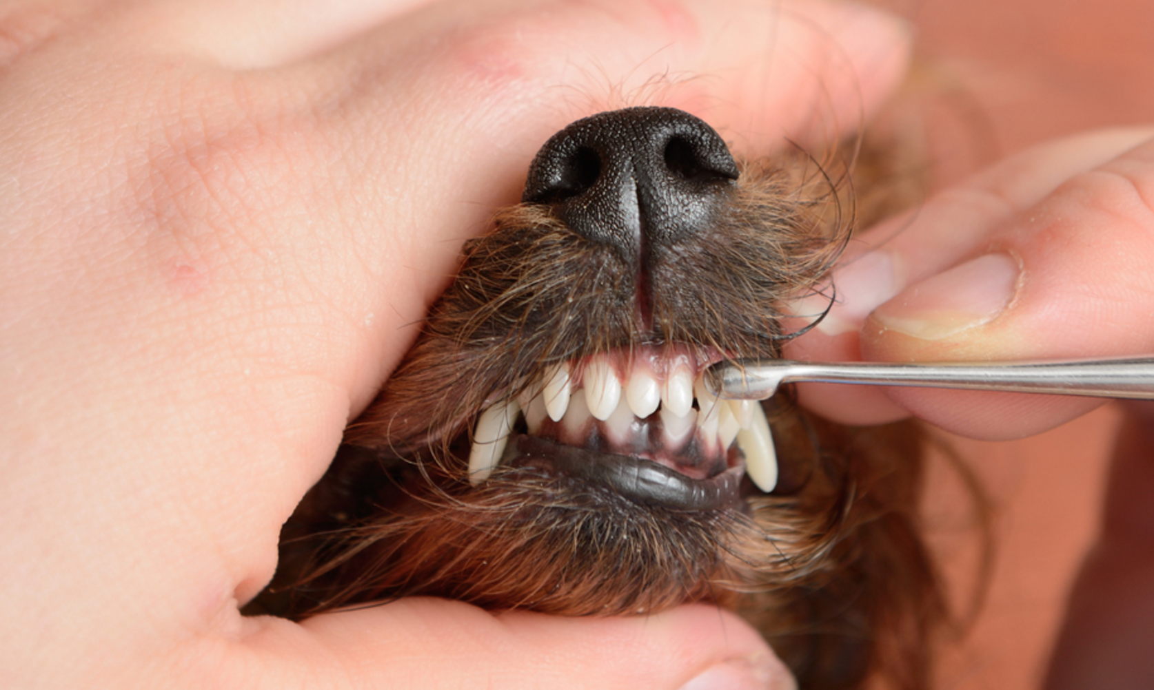 У собаки выпадают зубы: какие, в каком возрасте молочные, коренные, передние у взрослой, старой