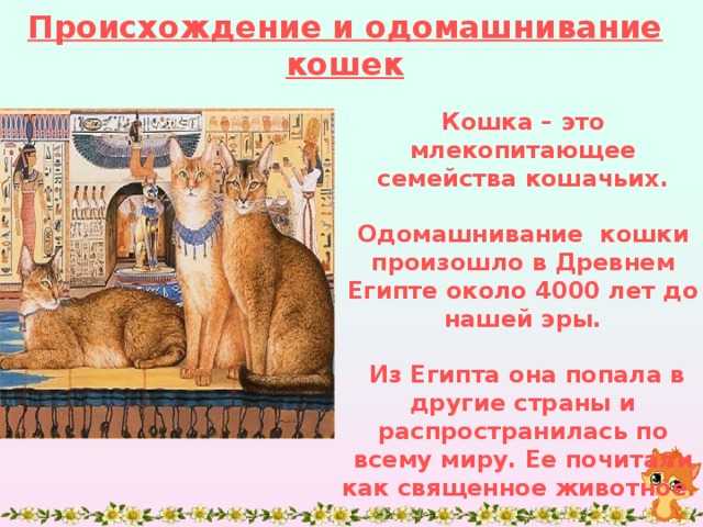 Откуда появились кошки: откуда и от кого, кошки в древнем египте