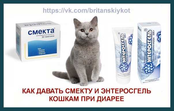 Что делать если отравился котёнок