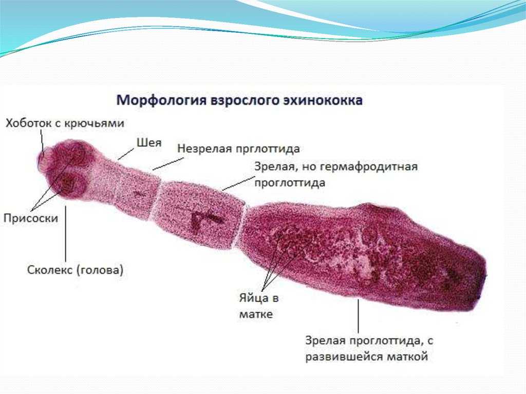 Эхинококкоз у кошек - информация о паразите и симптомах | ваши питомцы