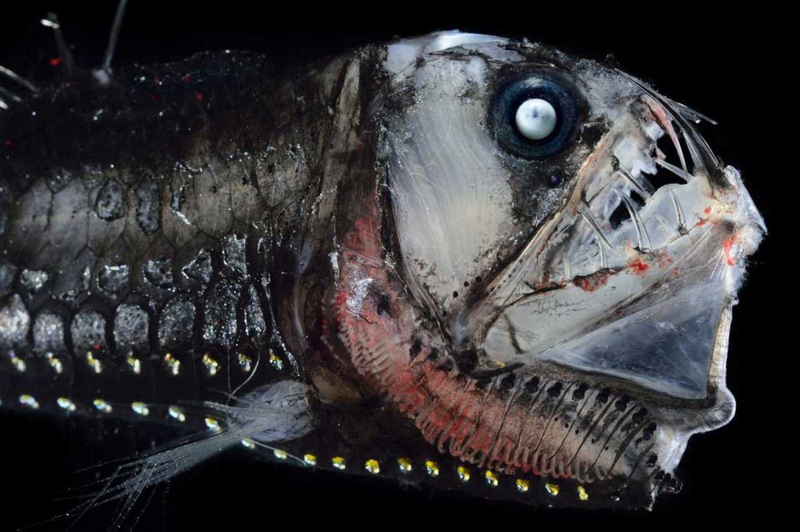 Самые удивительные рыбы мира