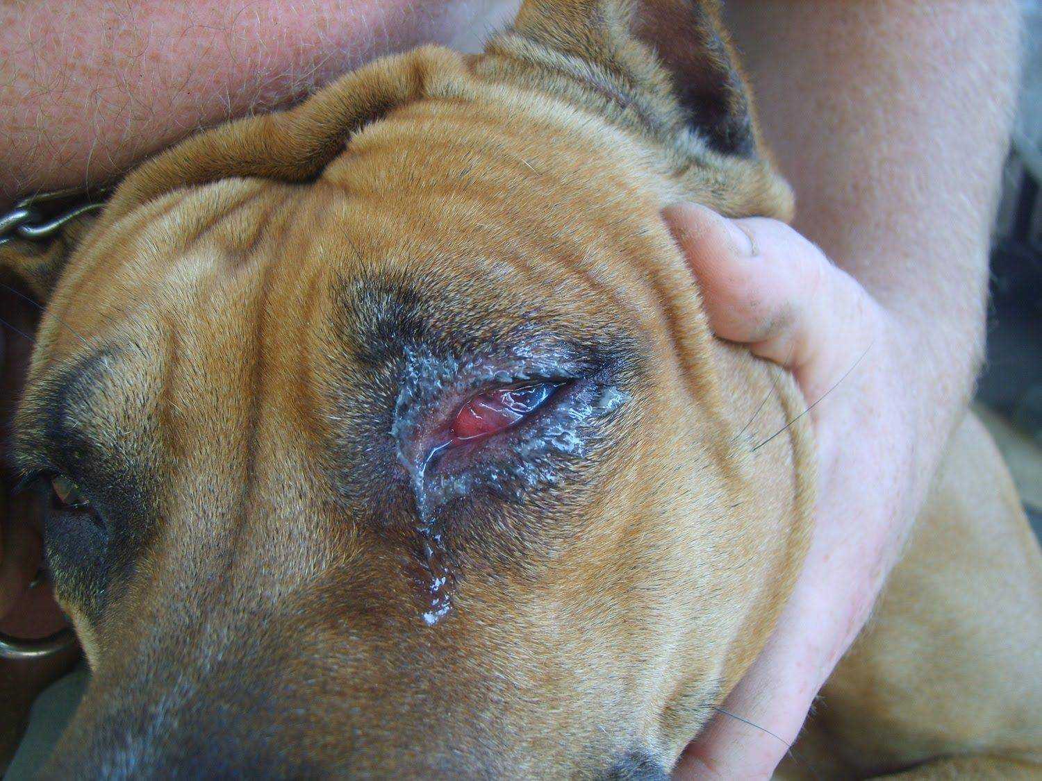 Бельмо у собаки на глазу: причины и лечение