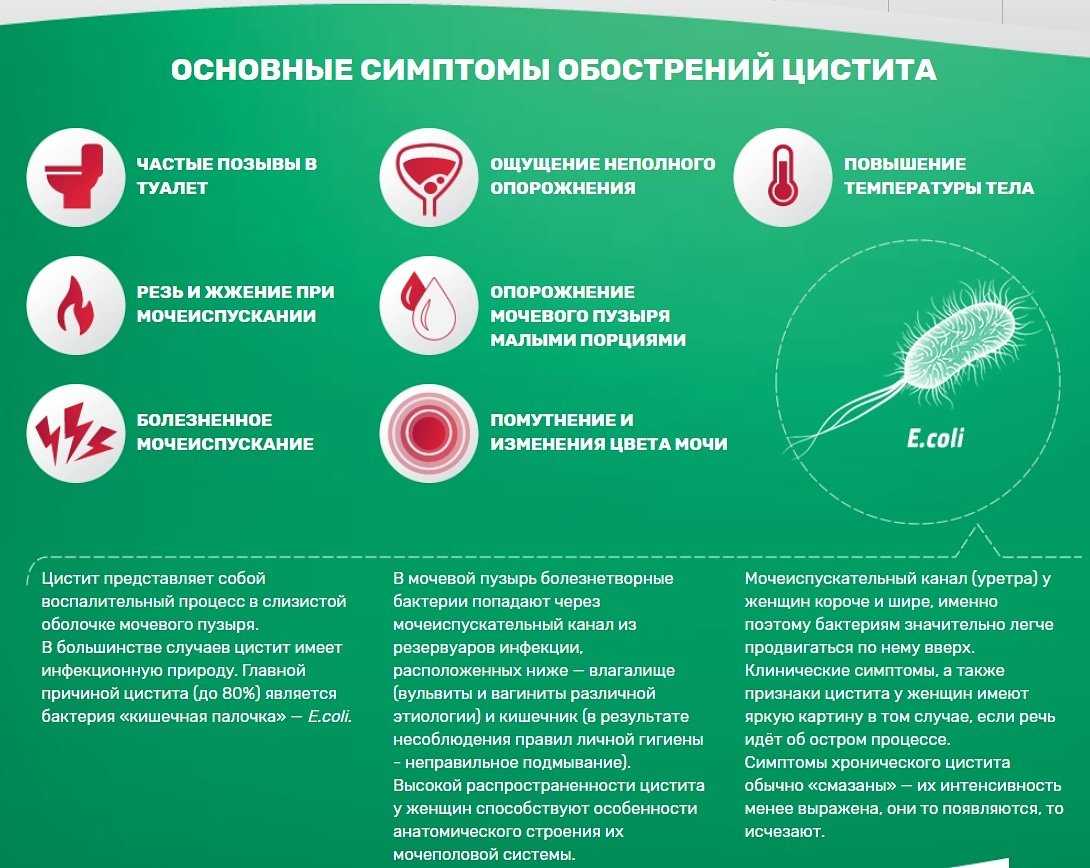 Цистит у кошек: симптомы и лечение в домашних условиях и в клинике, рекомендованные препараты, предупреждение хронического цистита у кота