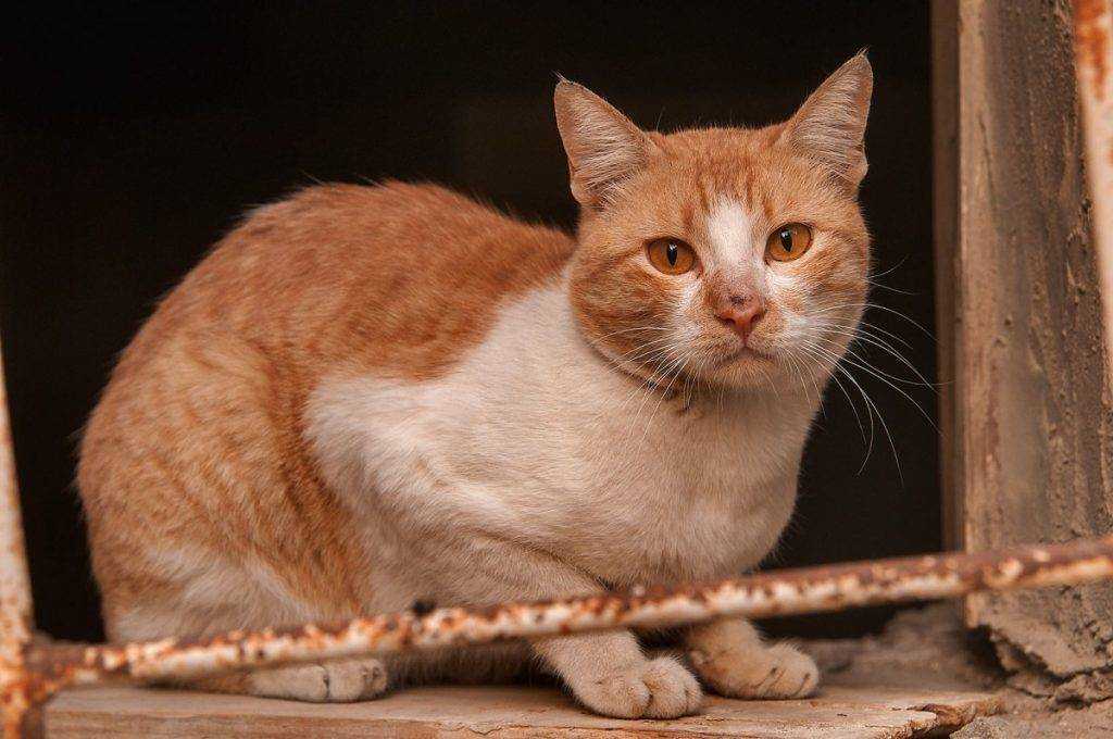 Кошки » породы » аравийский мау