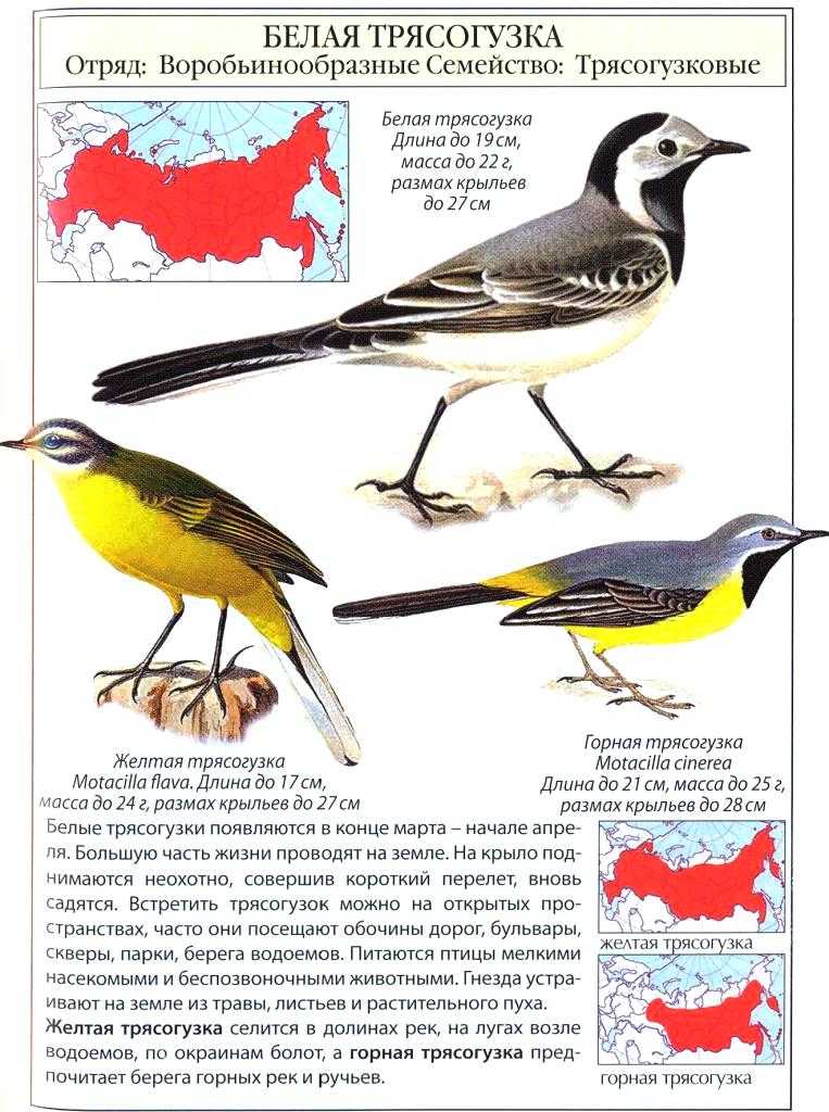 Сорокопут птица. описание, особенности, виды, образ жизни и среда обитания сорокопута | живность.ру