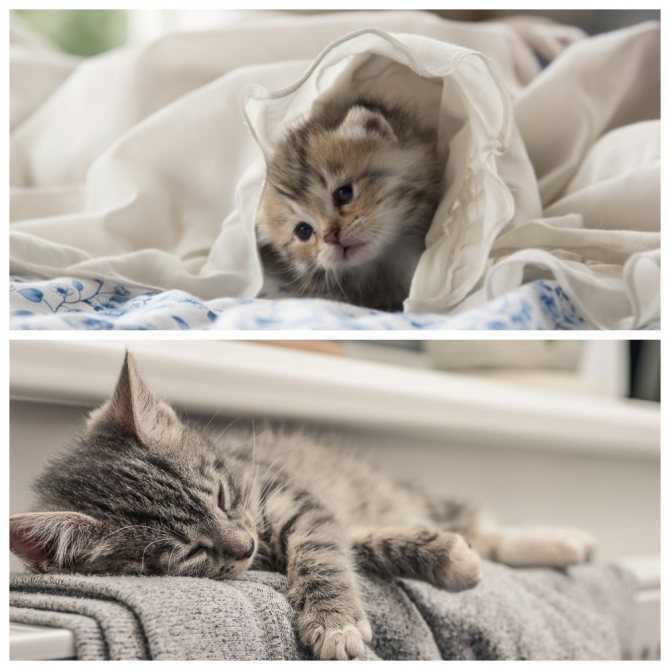 Как помочь перезимовать бездомной кошке? - кот, пёс и я