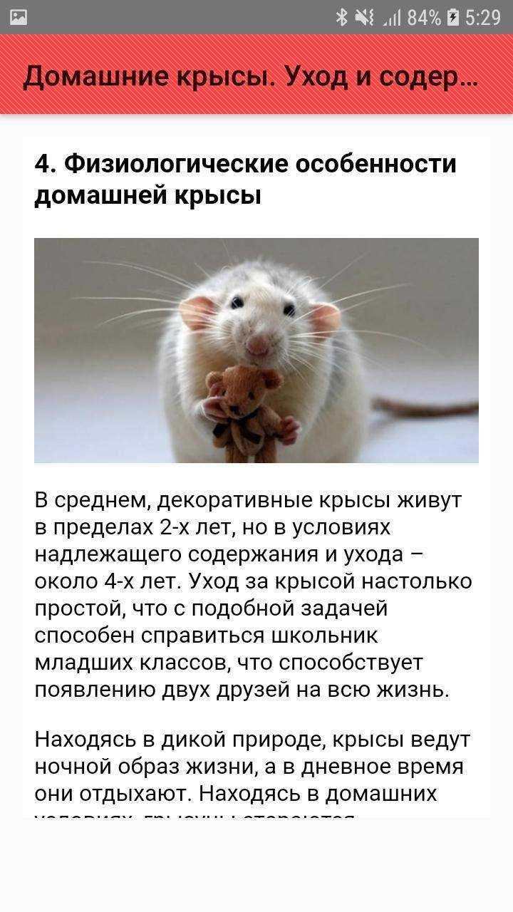 Содержание домашней крысы и уход за ней, чем кормить крысу дома