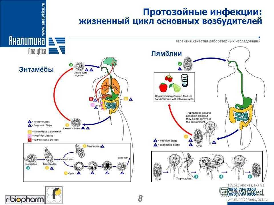 Цистит у животных