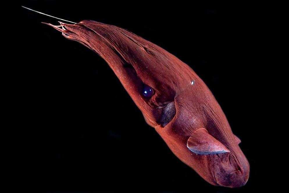 🐠самые глубоководные рыбы в мире: топ 10 с названиями, описанием и фото