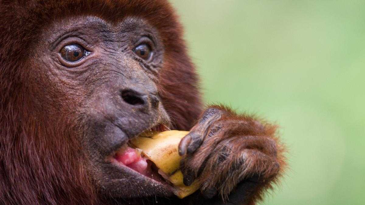 Ревун – самая шумная обезьяна