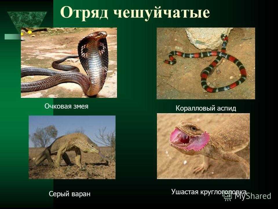 Змеи (лат. sеrреntеs)