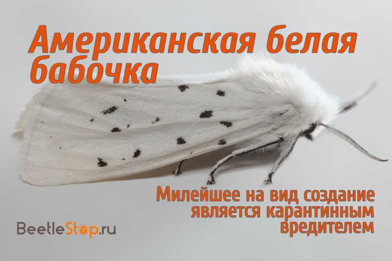 Белая американская бабочка: как бороться, народные средства от белой бабочки в саду