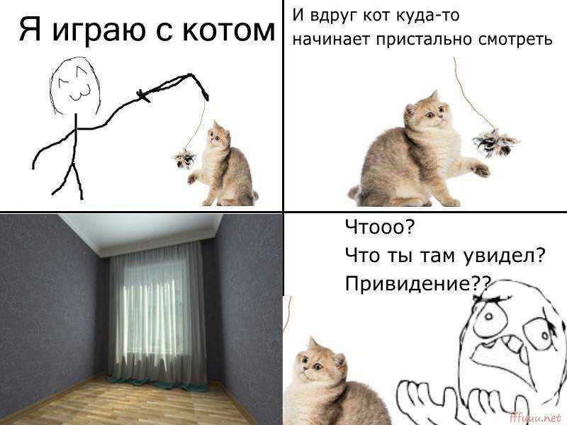 Почему кошка боится всего, пугается, прячется, что делать: причины слишком тревожного состояния кота
