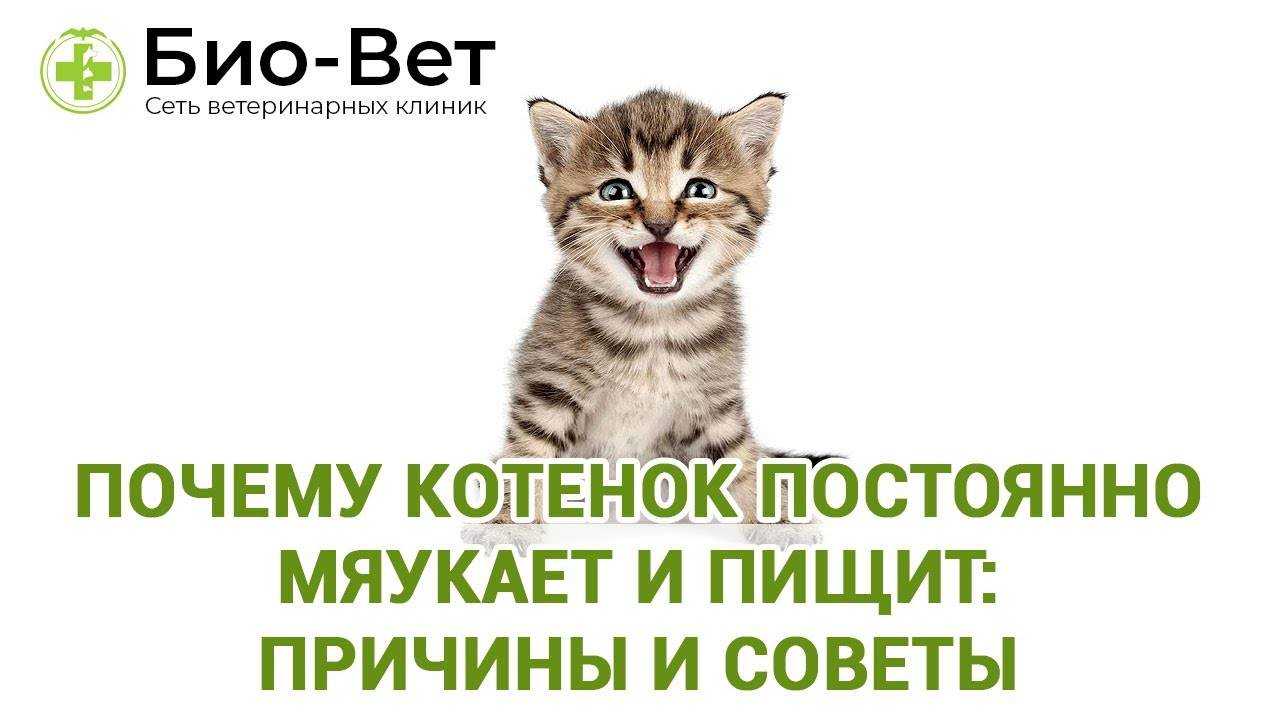 Почему кошка мяукает без видимой причины