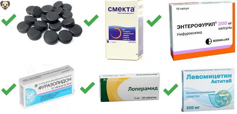 Кормление собак при поносе