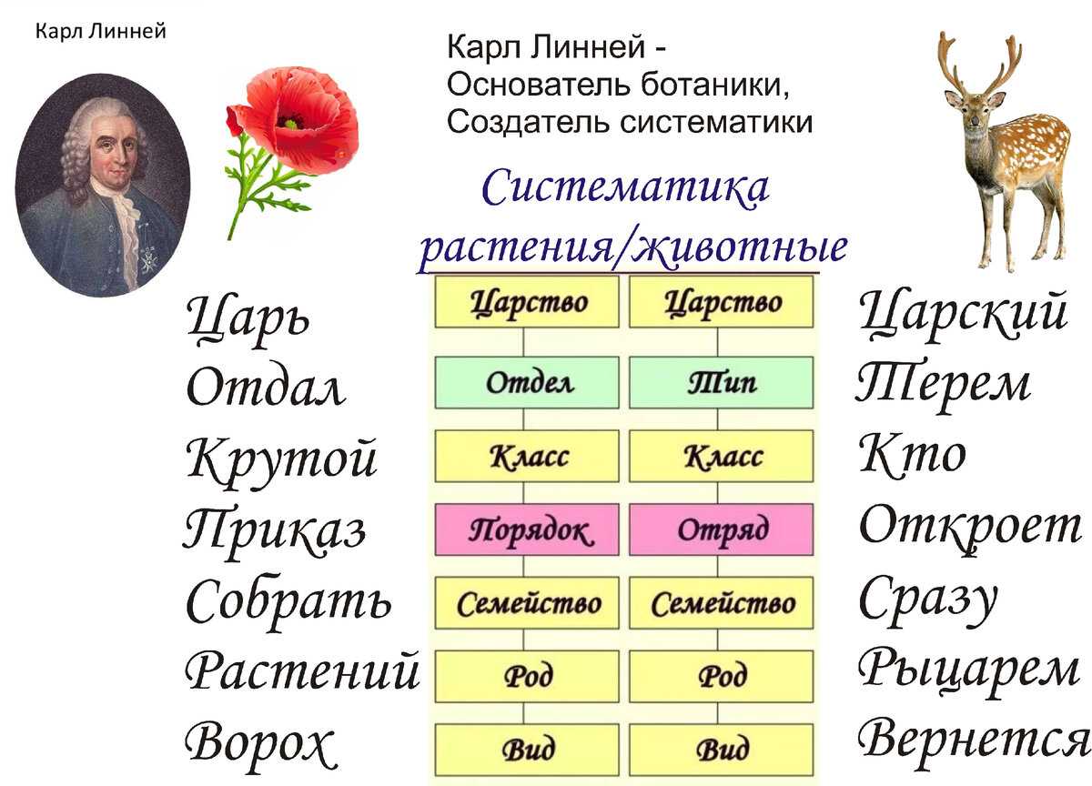 Книга полный курс за 3 дня. микробиология читать онлайн бесплатно, автор аурика луковкина – fictionbook, страница 2