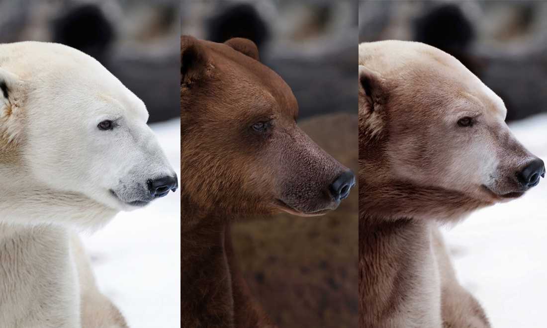 Сколько весит медведь, их классификации: белый чёрный бурый