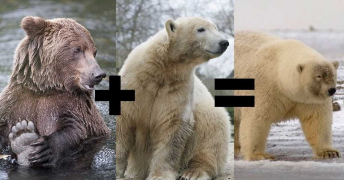 12 самых больших медведей в мире - рейтинг