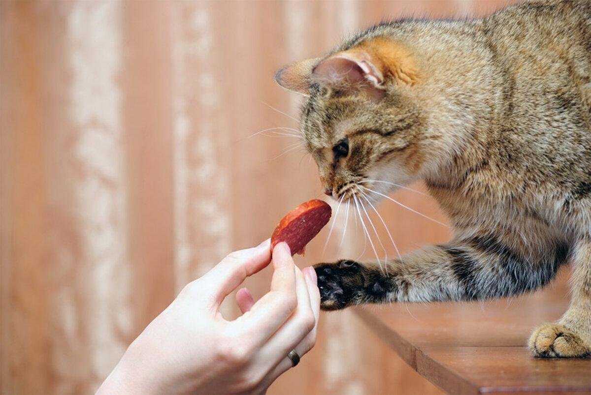 Чем нельзя кормить кошек: список запрещенных продуктов