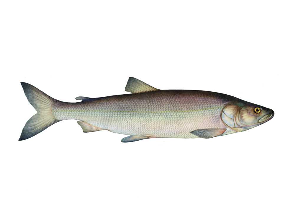 Нельма: описание, распространение, образ жизни и способ ловли - fishingwiki