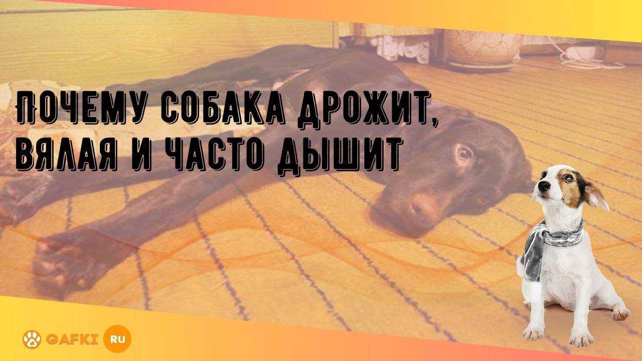 Рвота у собаки: что делать если у собаки рвота - здоровье животных | сеть ветер