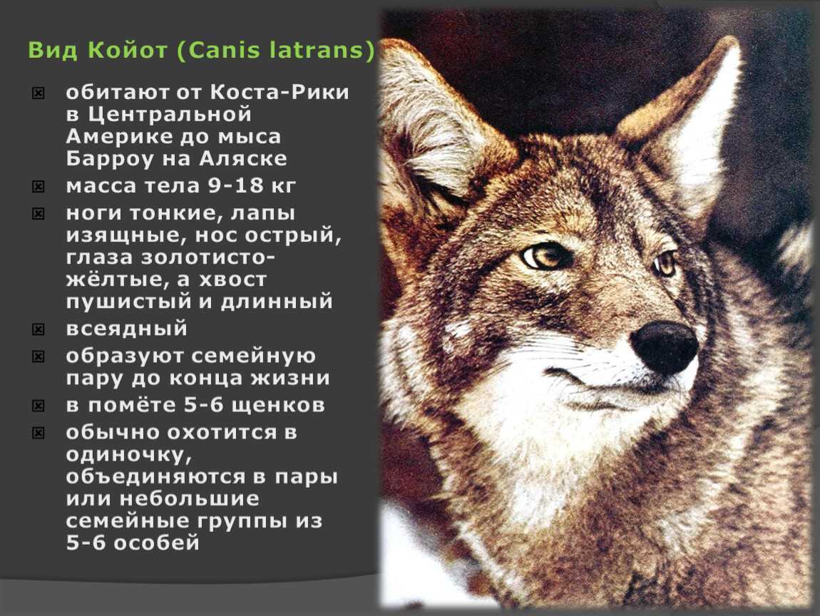 Животные северной америки. названия, описания и фото животных северной америки | животный мир
