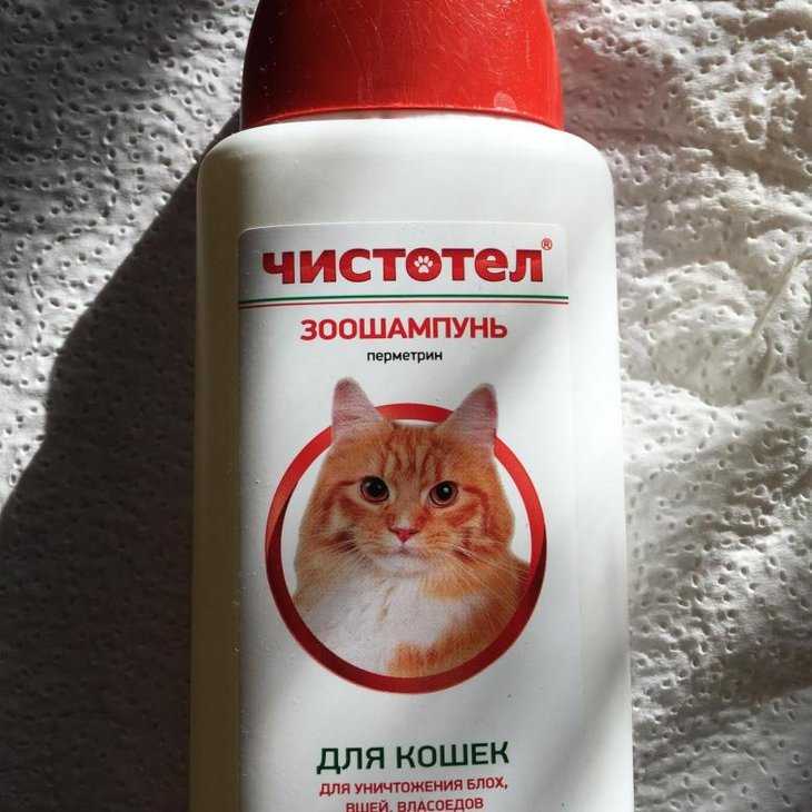 Шампунь от блох для кошек и котят: какой лучше выбрать, отзывы