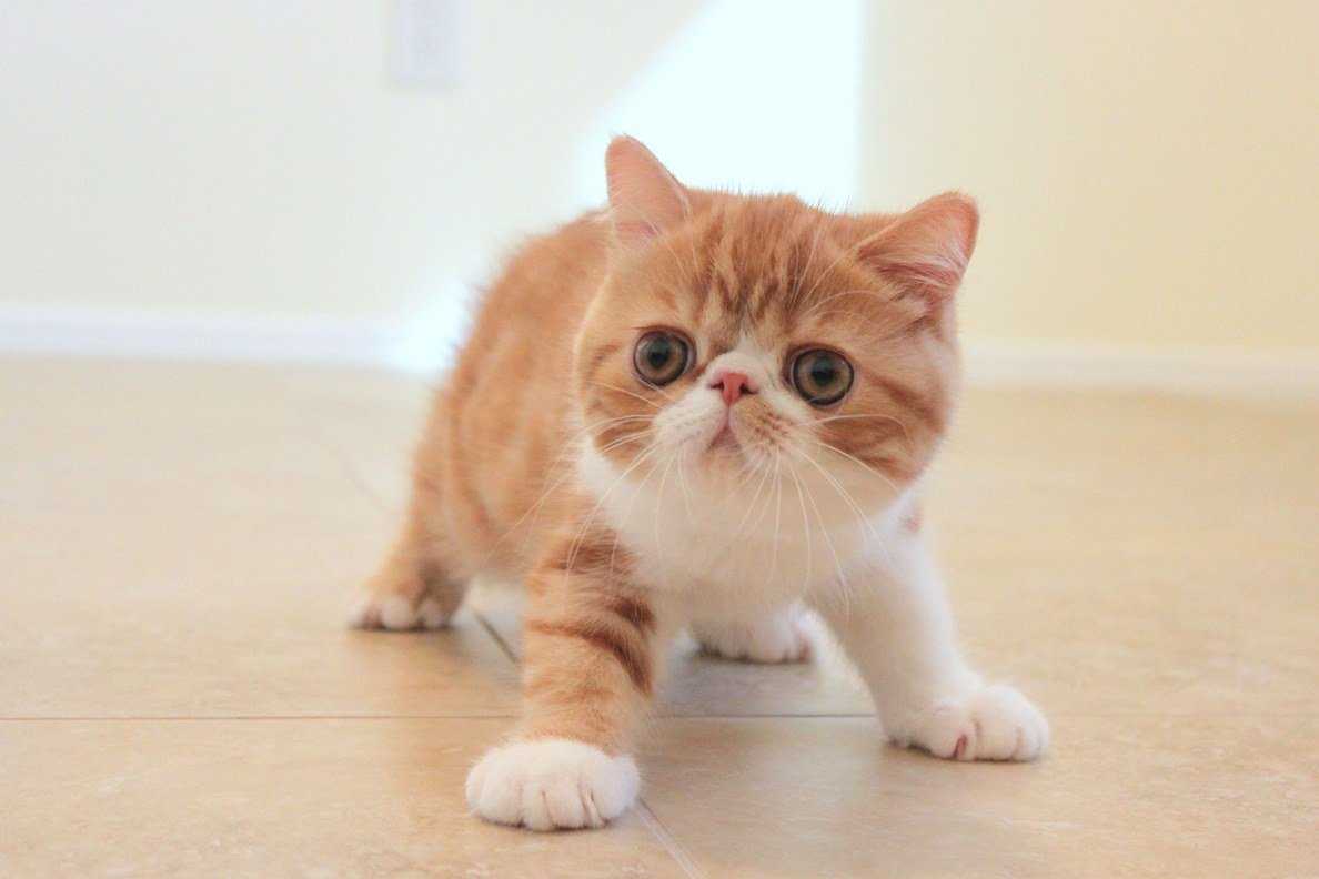 Экзотическая короткошёрстная кошка - фото и описание (характер, уход и кормление)