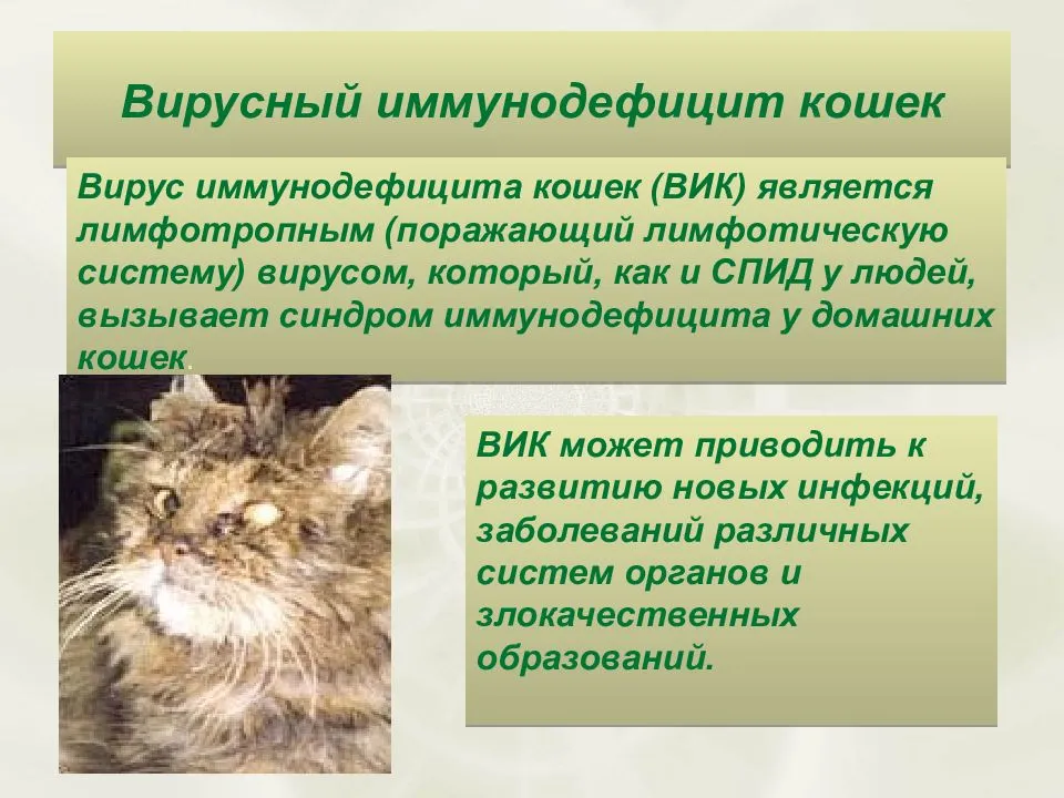 Прививка для щенков — виды вакцин и правила