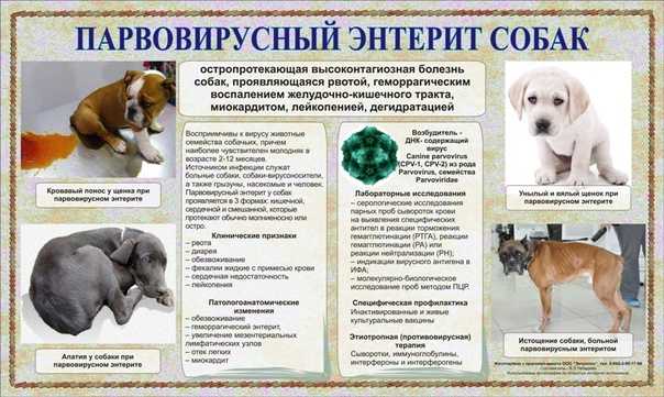 Болезни собак - лечение, основные причины и симптомы